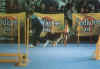Agility_fotos11.jpg (30858 bytes)