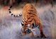 Tigre 800 x 600 pxels